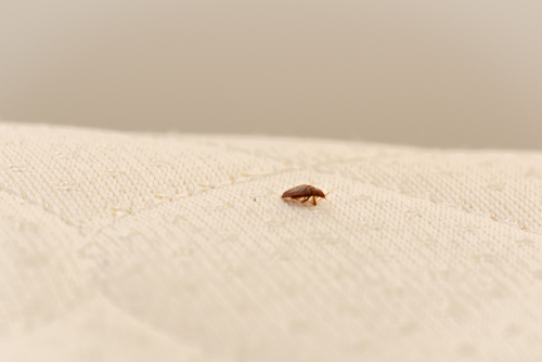 How to Clean a Mattress with Bed Bugs
