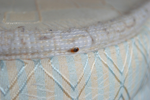 The Importance of Mattress Cleaning to Prevent Bed Bugs